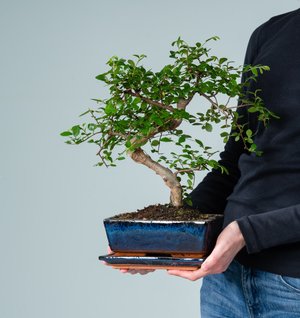 Zelkove Bonsai 'Traditional' M