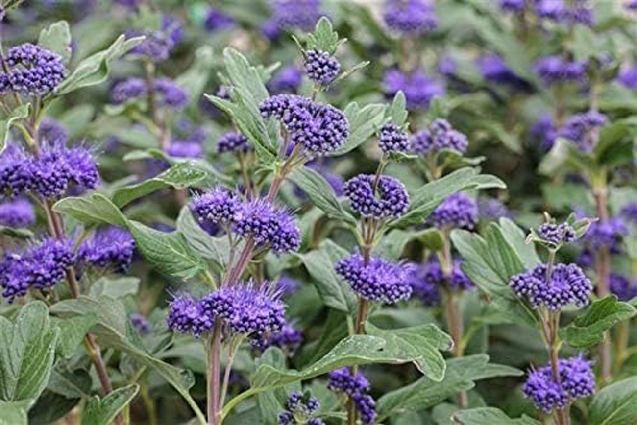 PlantoPro – Bartblume im Topf, 40-60cm