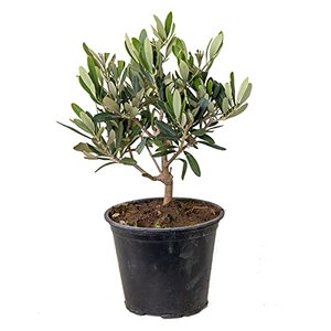 Olivenbaum Olea Europaea