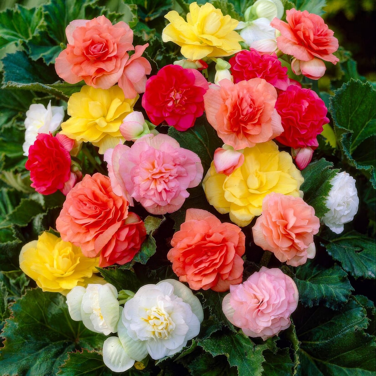 FLORIUM – Begonien-Mischung (5 Blumenzwiebeln)