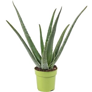 Echte Aloe – pflegeleichte Zimmerpflanze im Topf (ca. 40 cm)