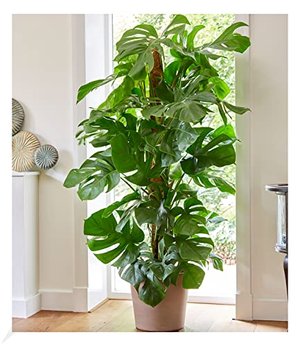 Baldur-Garten Monstera - ca. 50 cm hoch, pflegeleicht, auch für dunklere Standorte