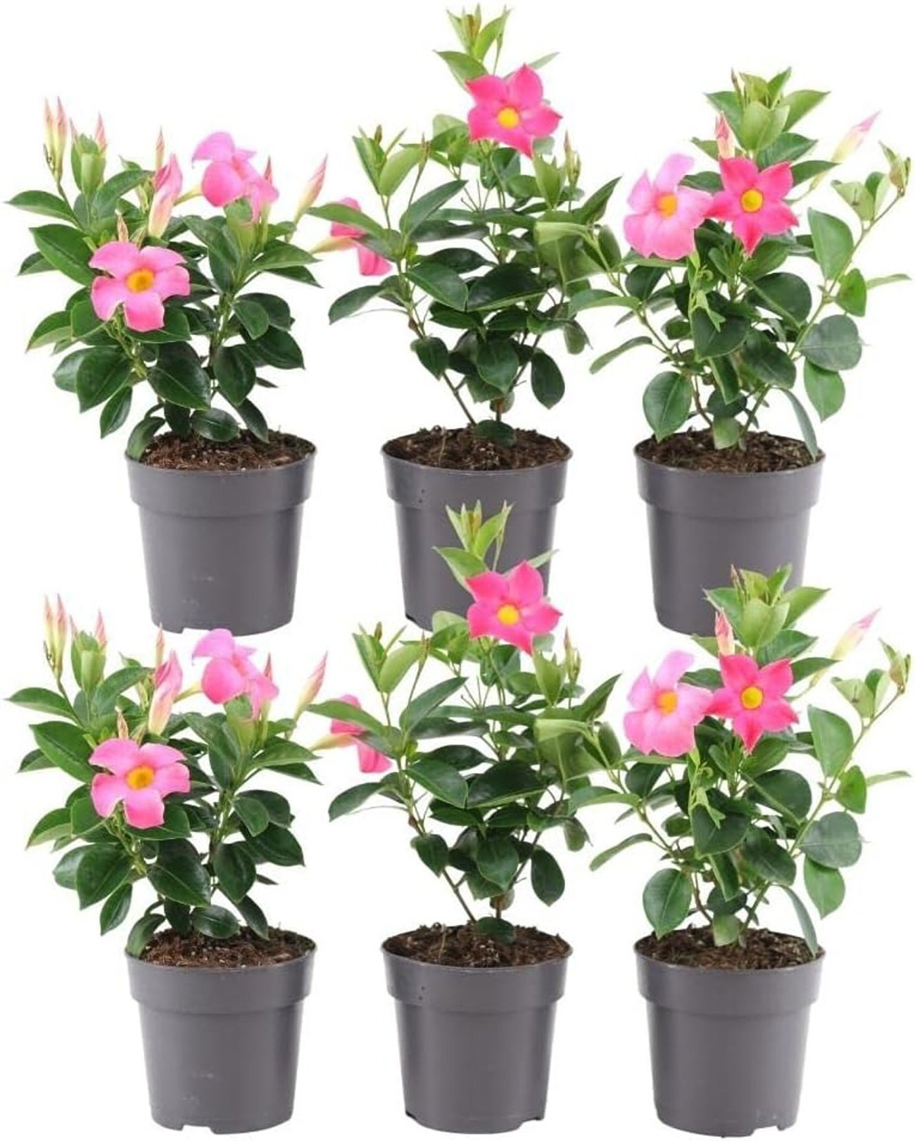 Plants by Frank – 6er-Set Mandevilla rosa (12 cm Topf)