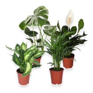 4er-Set: Monstera, Dieffenbachia, Spathiphyllum & Areca