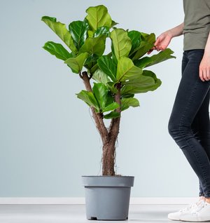 Ficus 'Lyrata' XL