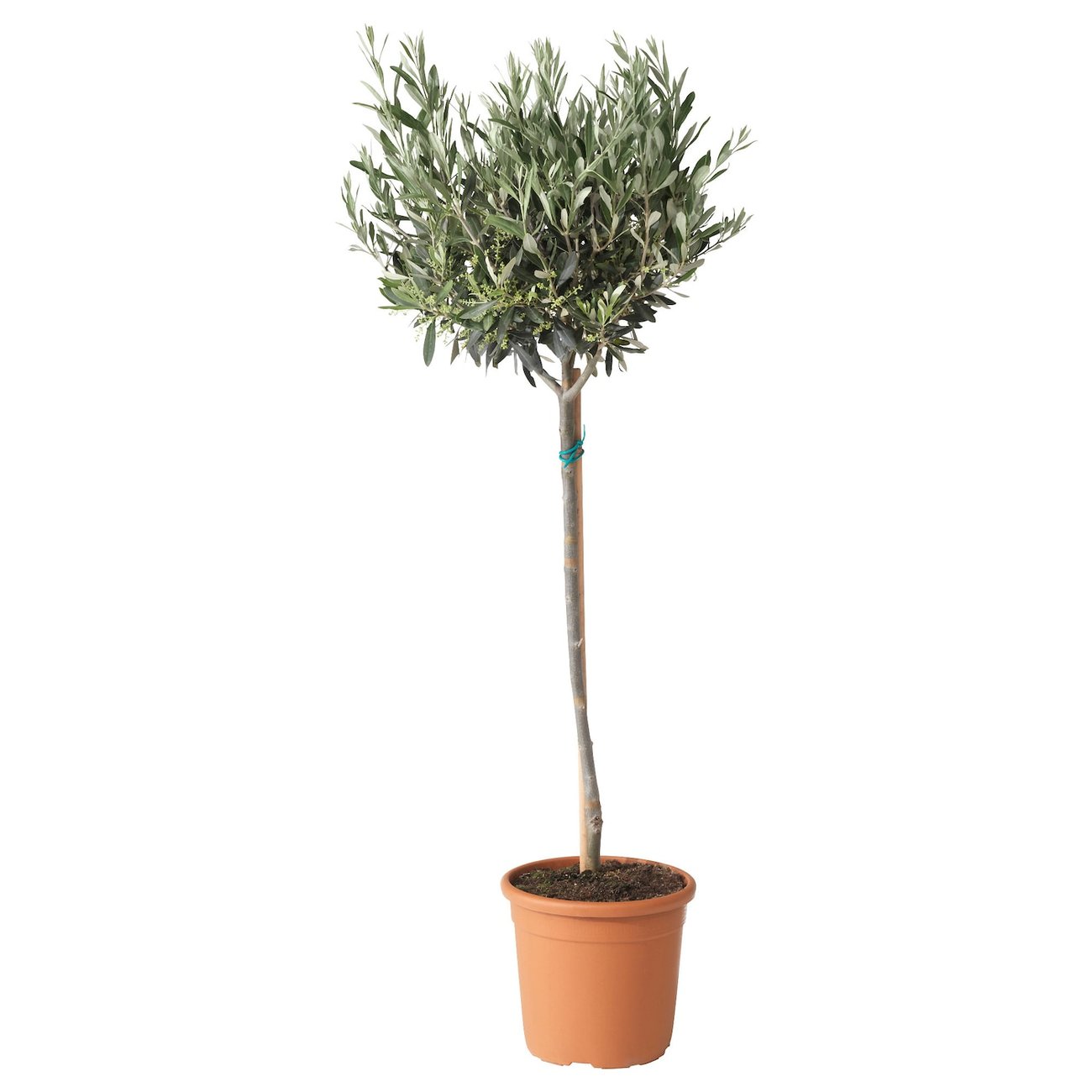 OLEA EUROPAEA Pflanze - Olivenbaum