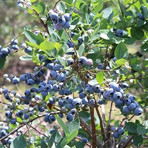 Wild Heidelbeeren Samen