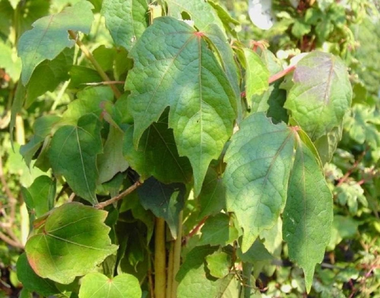 Wilder Wein, Jungfernrebe