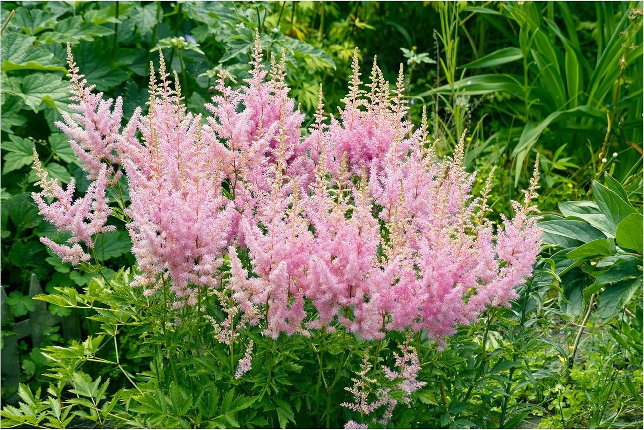 3er-Pack Prachtspriere „Astary Rose“ (im 9 cm Topf)