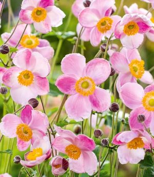 Herbst-Anemone, 2 Pflanzen