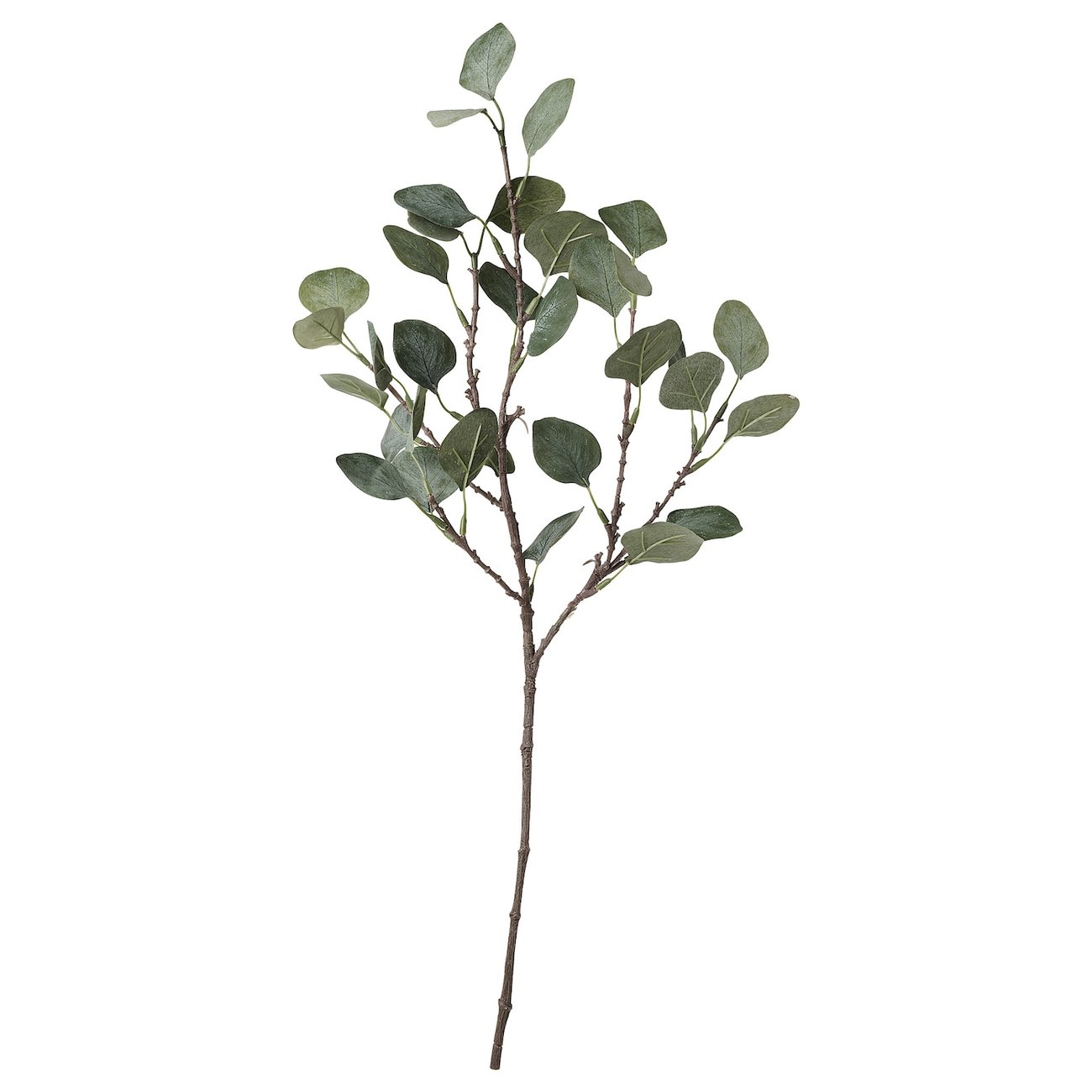SMYCKA Kunstblatt - Eukalyptus