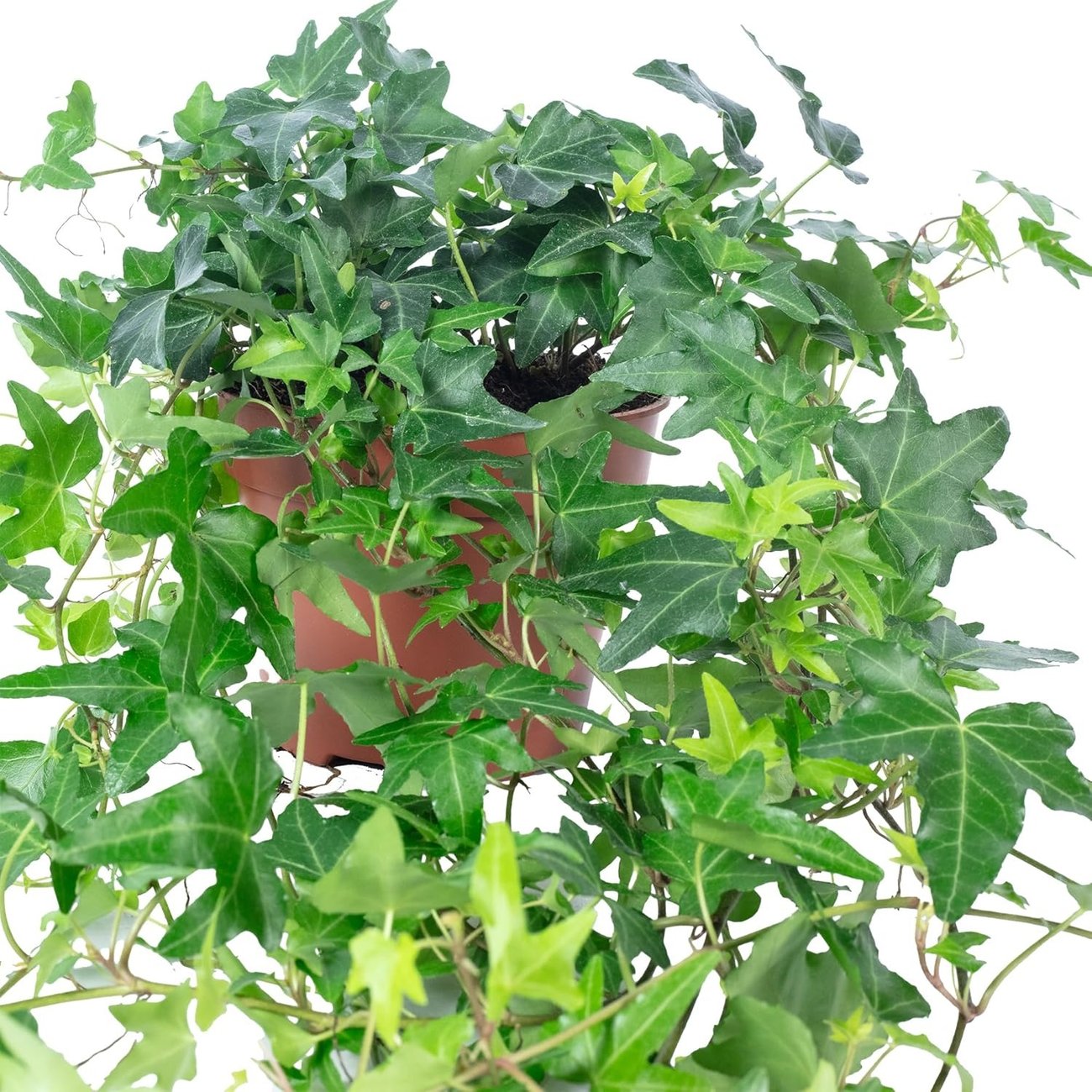 Flowerbox – Gemeiner Efeu, grün