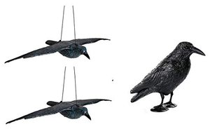 Schwarzer Rabe fliegend oder sitzend zur Taubenabwehr