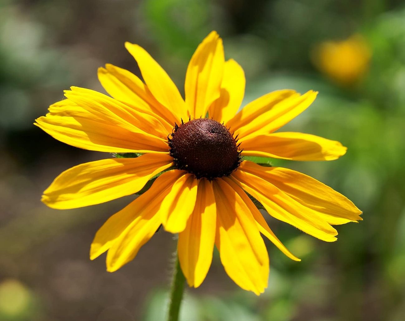 Rudbeckia