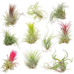Bloomique - 10er Mix - Tillandsien - Luftpflanzen