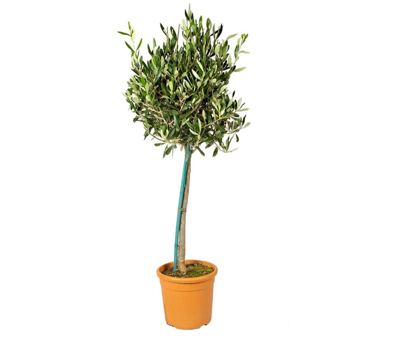 Bloomique – Olea Europaea Olivenbaum