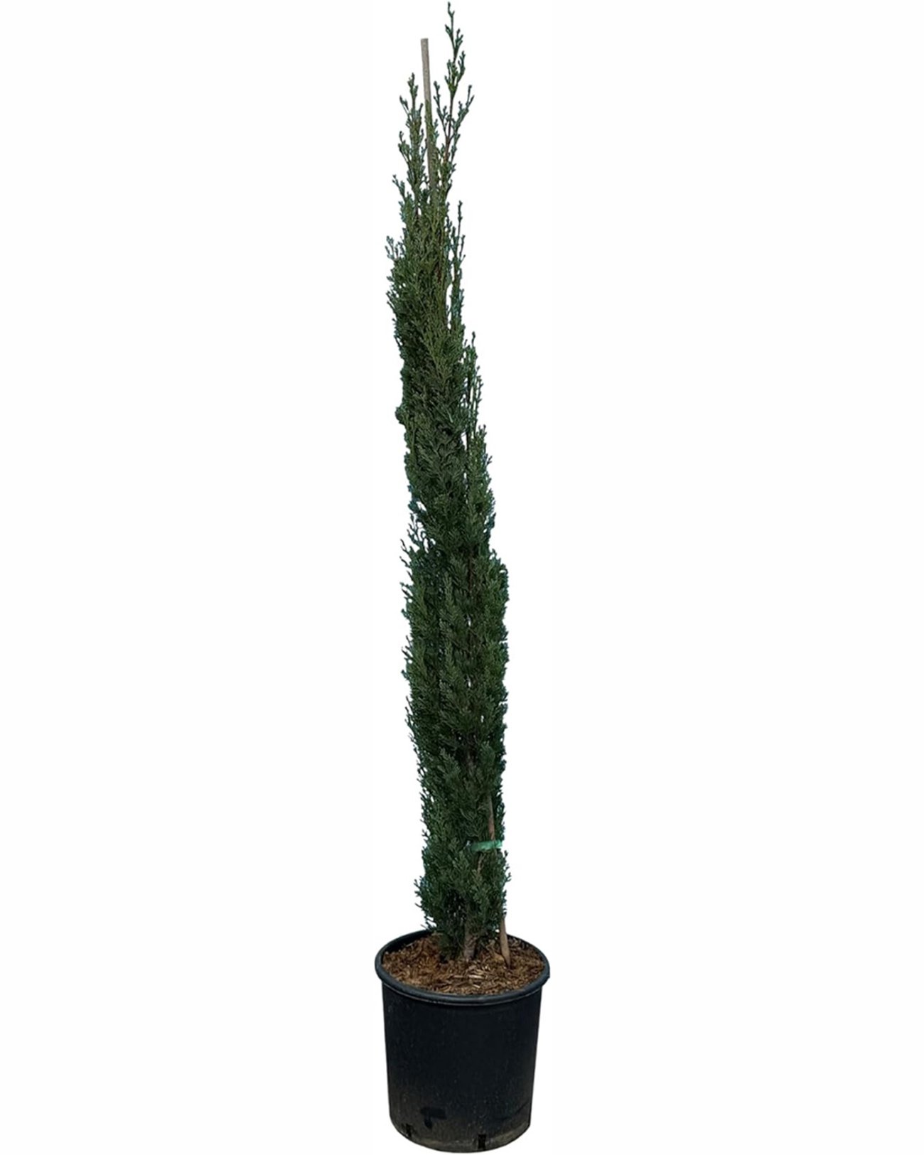 Sunny Tree – Mittelmeer-Zypresse aus Italien (160 cm im Topf)