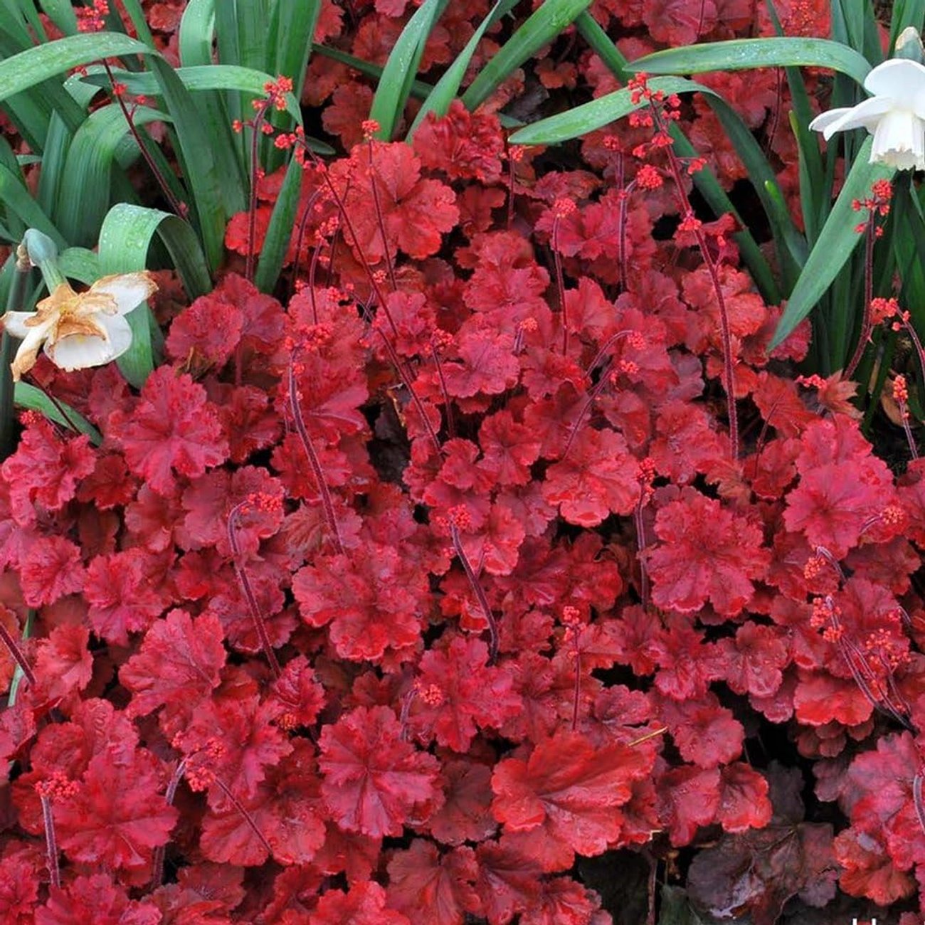 Heuchera 'Cherry Cola'