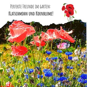 Klatschmohn Samen