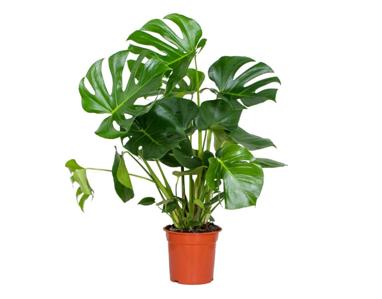 Monstera Deliciosa