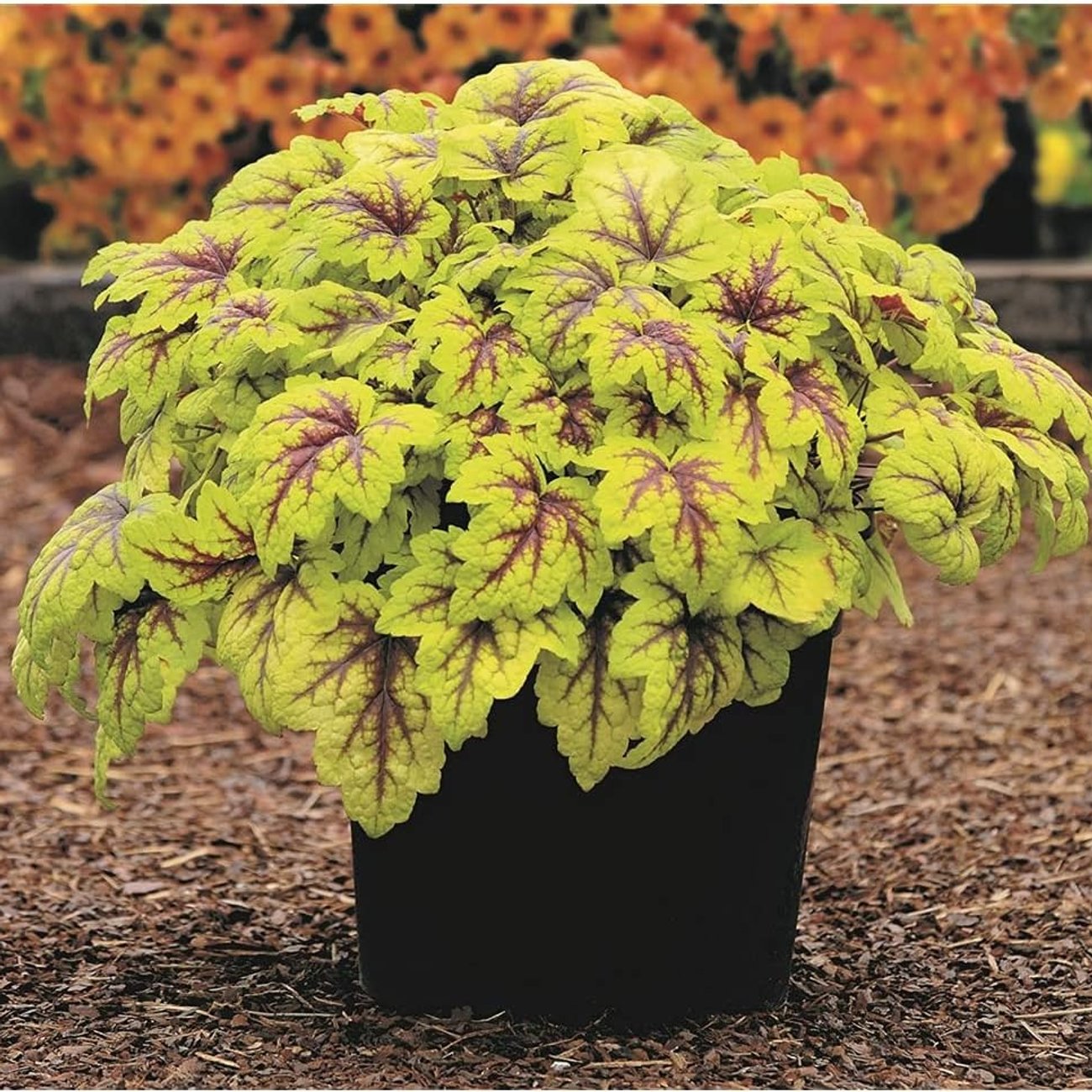 Heuchera (ca. 12 cm im Topf)