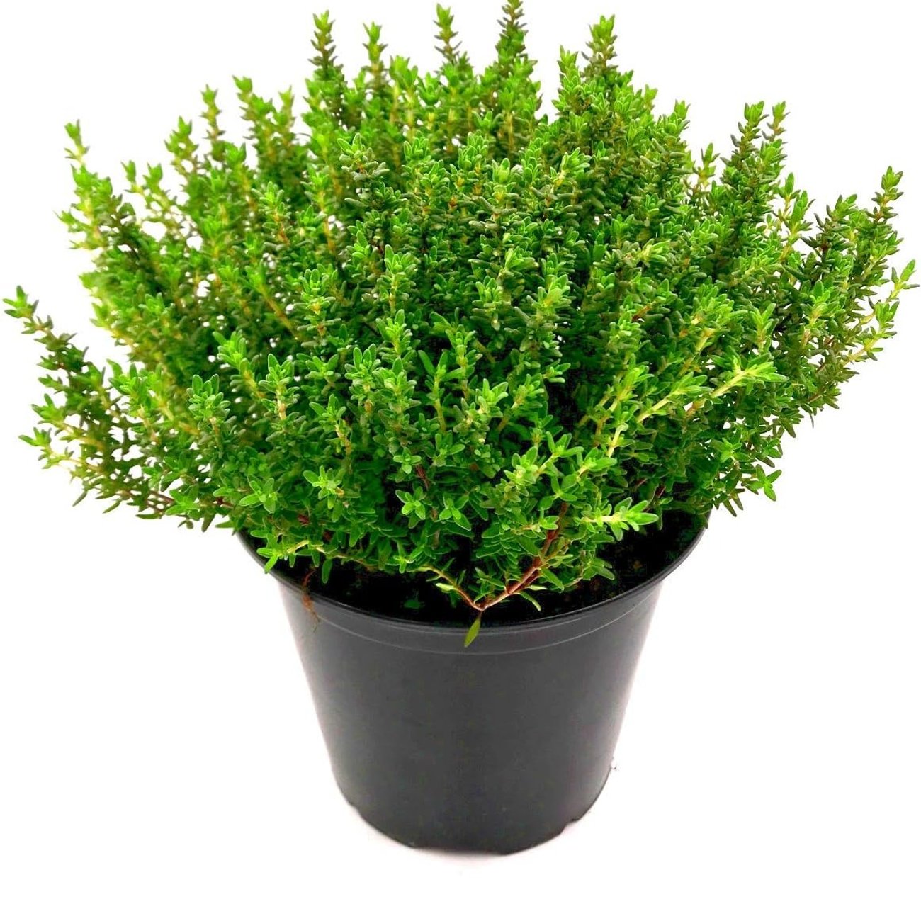 Italienischer XXL Thymian (14 cm im Topf)