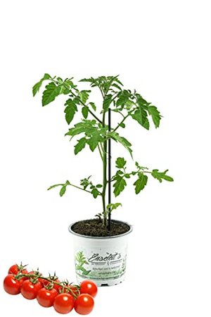 Tomatenpflanze – „Supersweet“ Kirschtomate im Topf