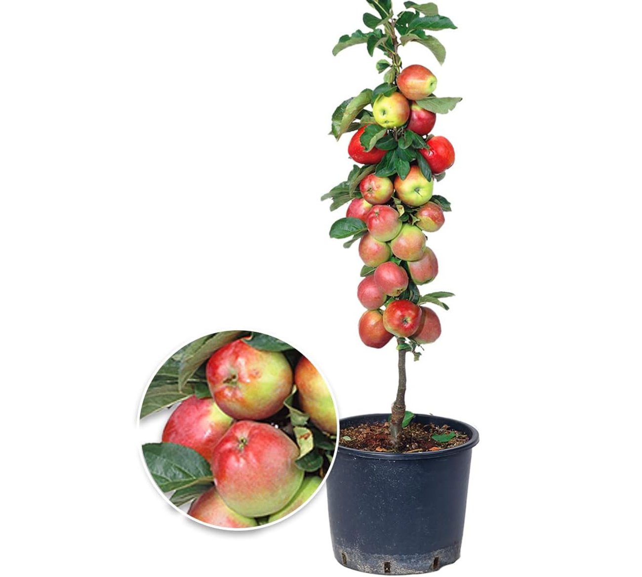 BALDUR Garten Säulen-Apfel 'Braeburn'