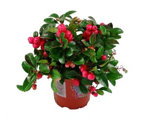 Niedere Scheinbeere, Gaultheria procumbens, winterhart