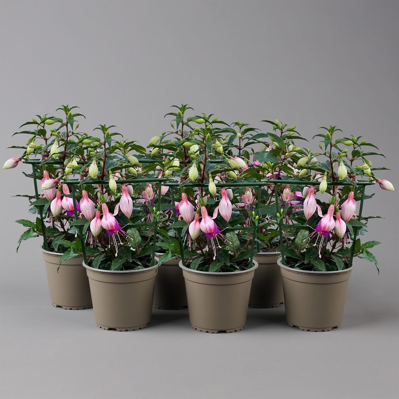 Fuchsien, rosa/rot-lila im Topf (12 cm, 6er-Set)