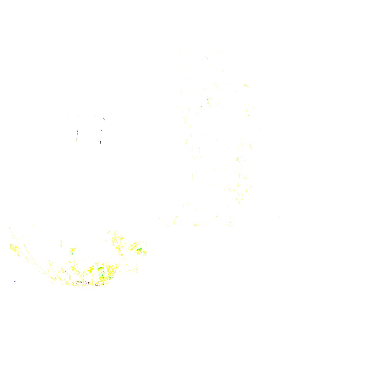 EUCALYPTUS Pflanze