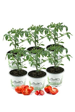 Tomatenset, 6 Tomatenpflanzen