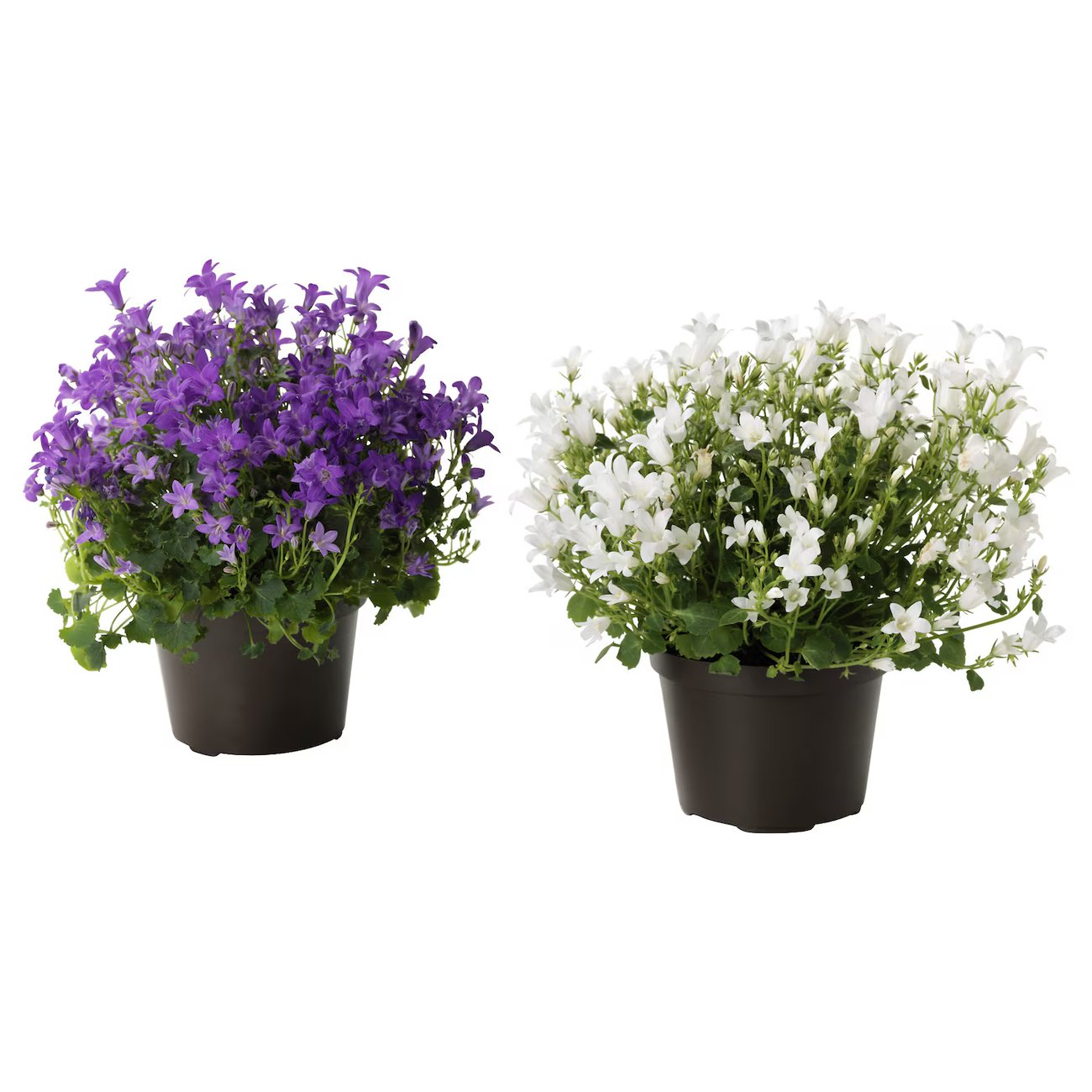 CAMPANULA PORTENSCHLAGIANA Pflanze - Glockenblume 10.5 cm