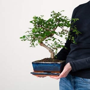 Zelkove Bonsai 'Traditional' M