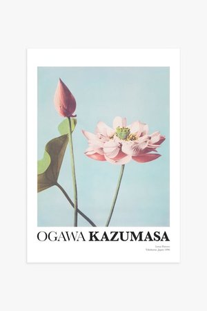 Lotus Flowers By Kazumasa Poster