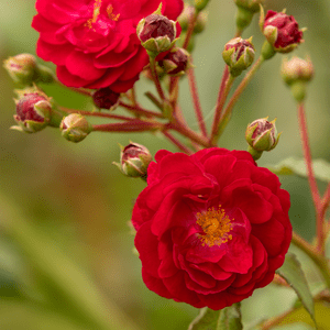 Zwerg-Kletterrose 'Startlet Rose Lola'