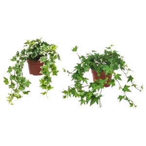HEDERA HELIX Pflanze - Efeu 13 cm