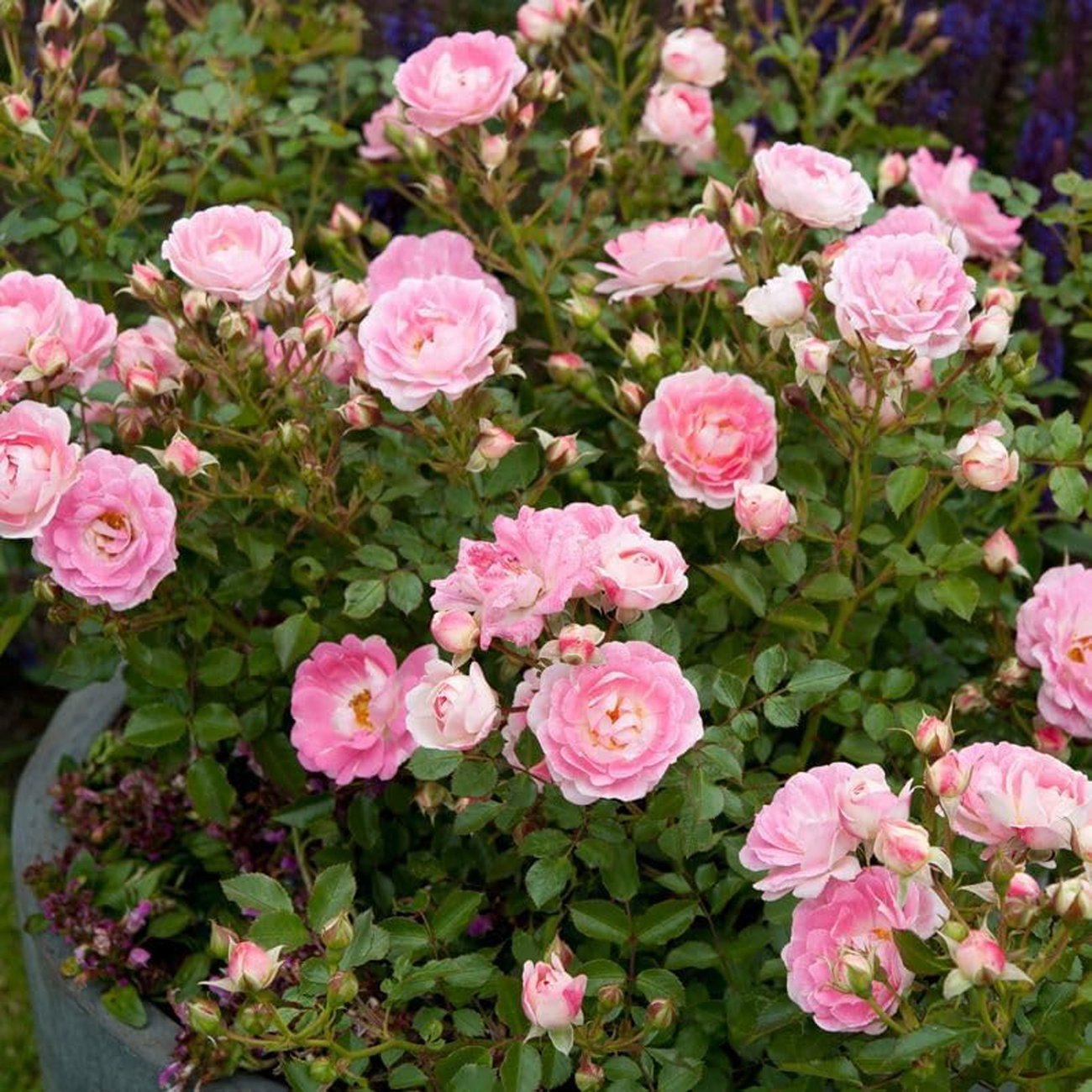 Zwergrose „Flirt 2011“ – rosa blühende Topfrose