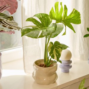 Monstera Thai Constellation