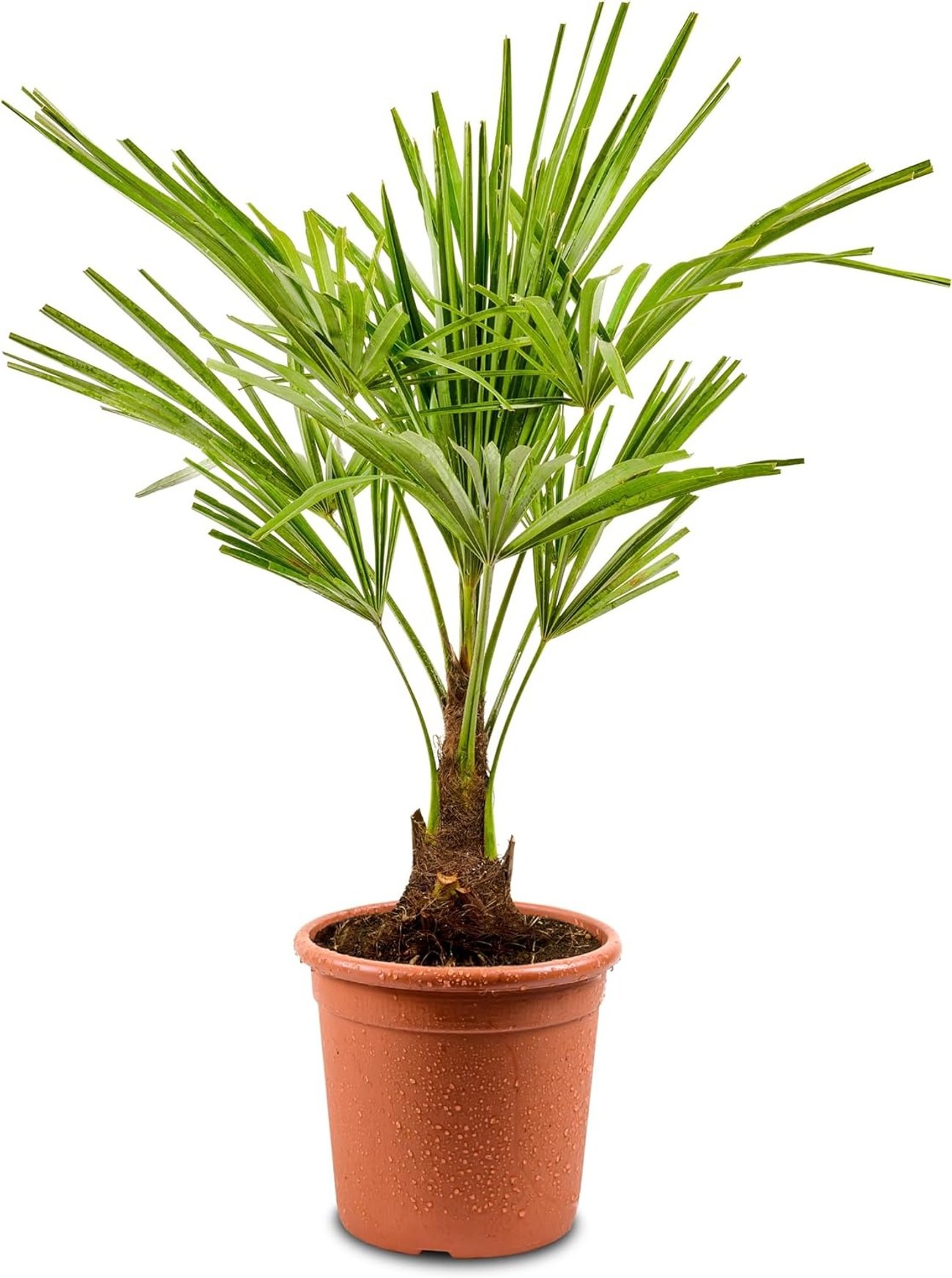 Meine Orangerie – Hanfpalme Trachycarpus
