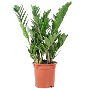 Glücksfeder - Zamioculcas zamiifolia 3+ - Höhe ca. 55 cm, Topf-Ø 17 cm