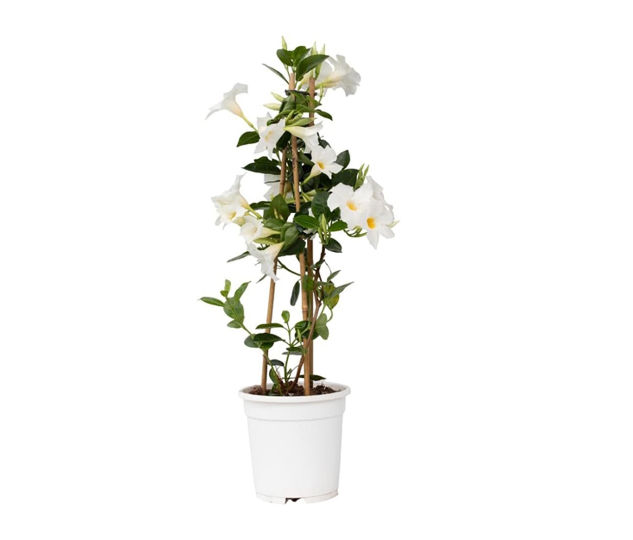 Plant in a Box – Mandeville „Rio White“