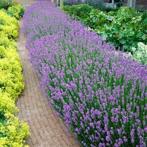 Bloomique - 6er Set Lavendel
