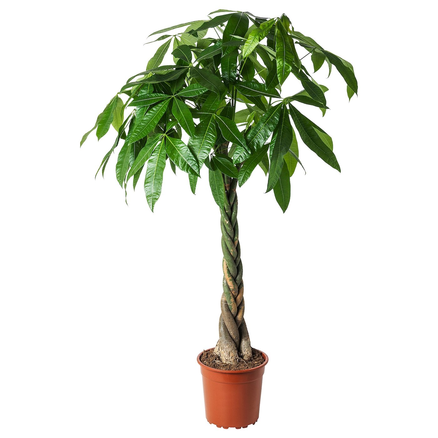 PACHIRA AQUATICA Pflanze - Glückskastanie 27 cm