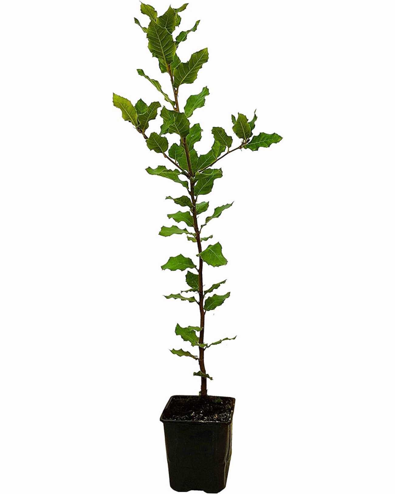 Seedeo – Steineiche (ca. 20 cm im Topf)