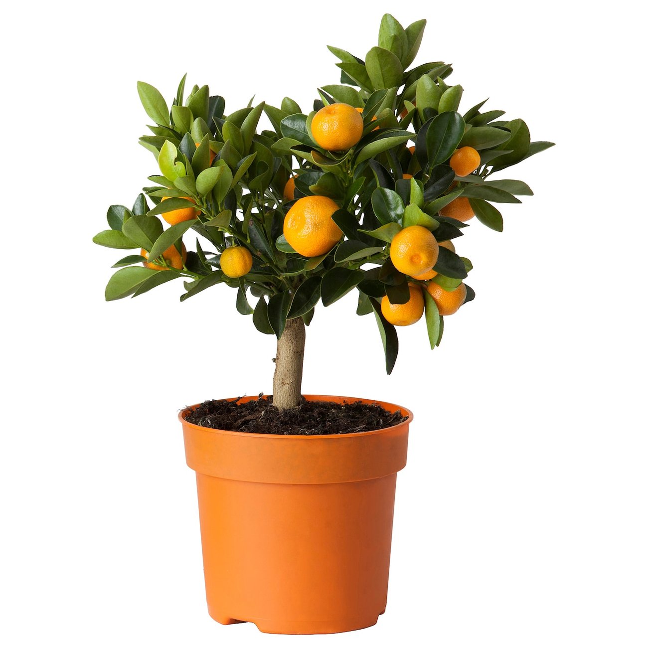 CITRUS Topfpflanze - Calamondinorange