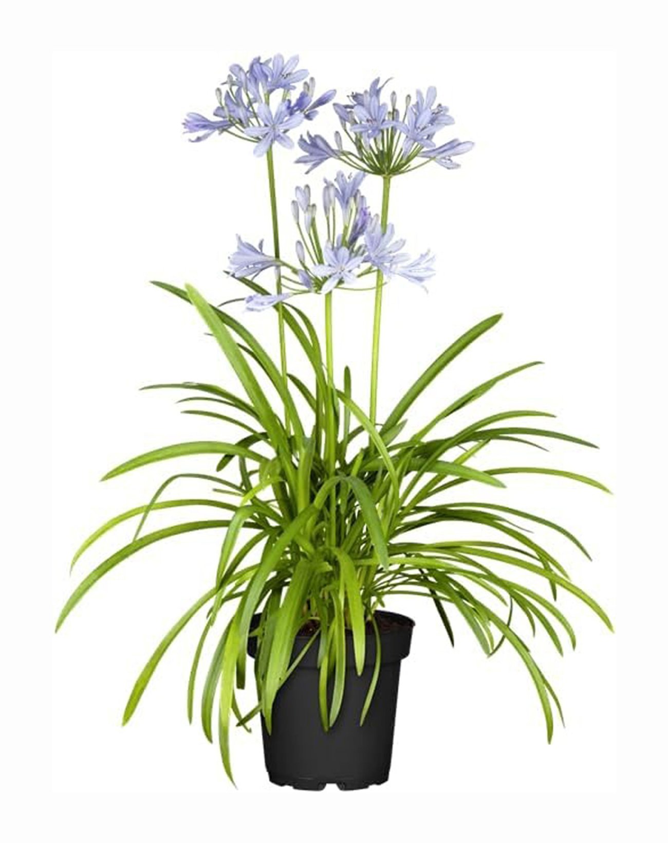 Agapanthus Northern Star – Schmucklilie