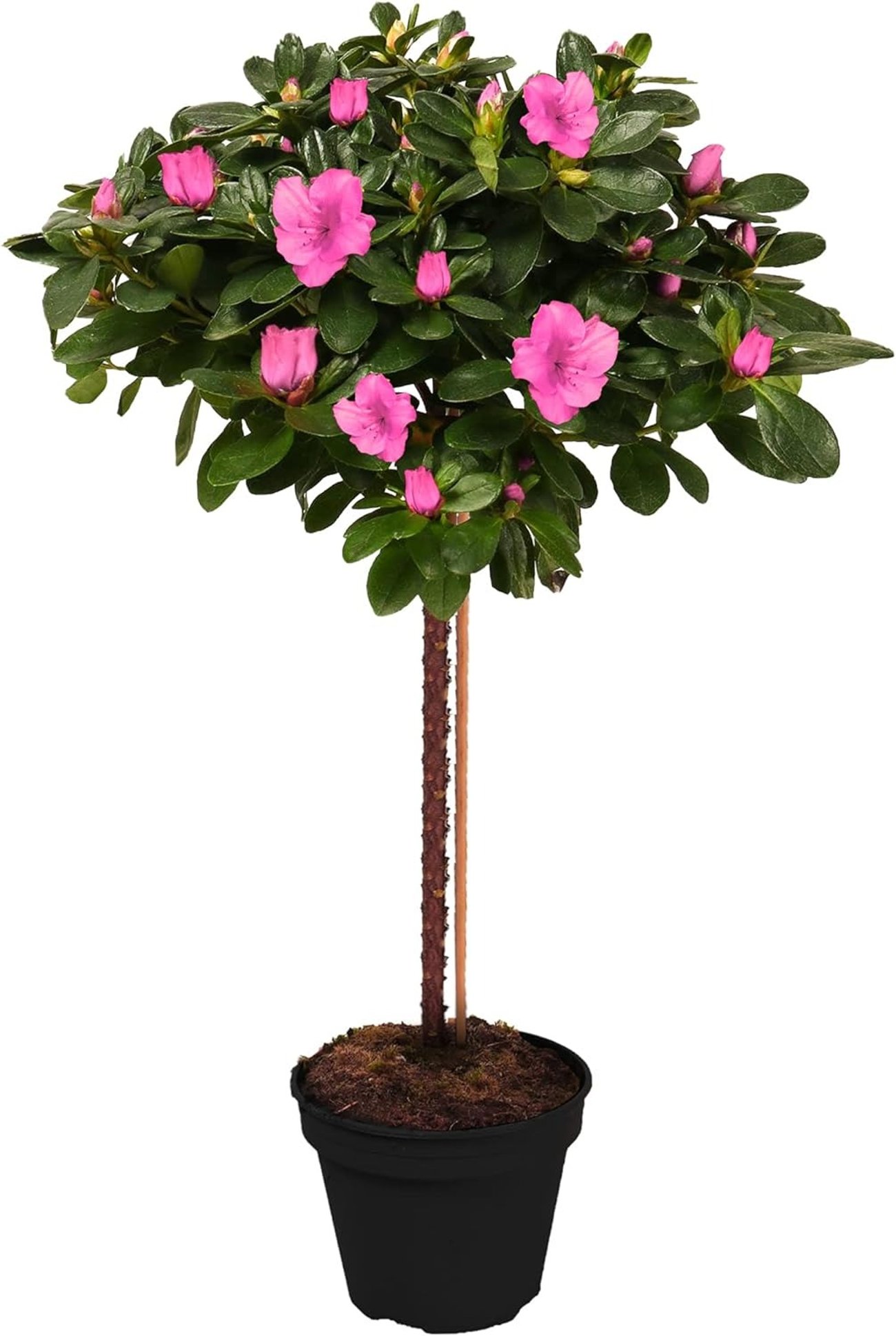 Gardeners Dream – Japanische Azalee