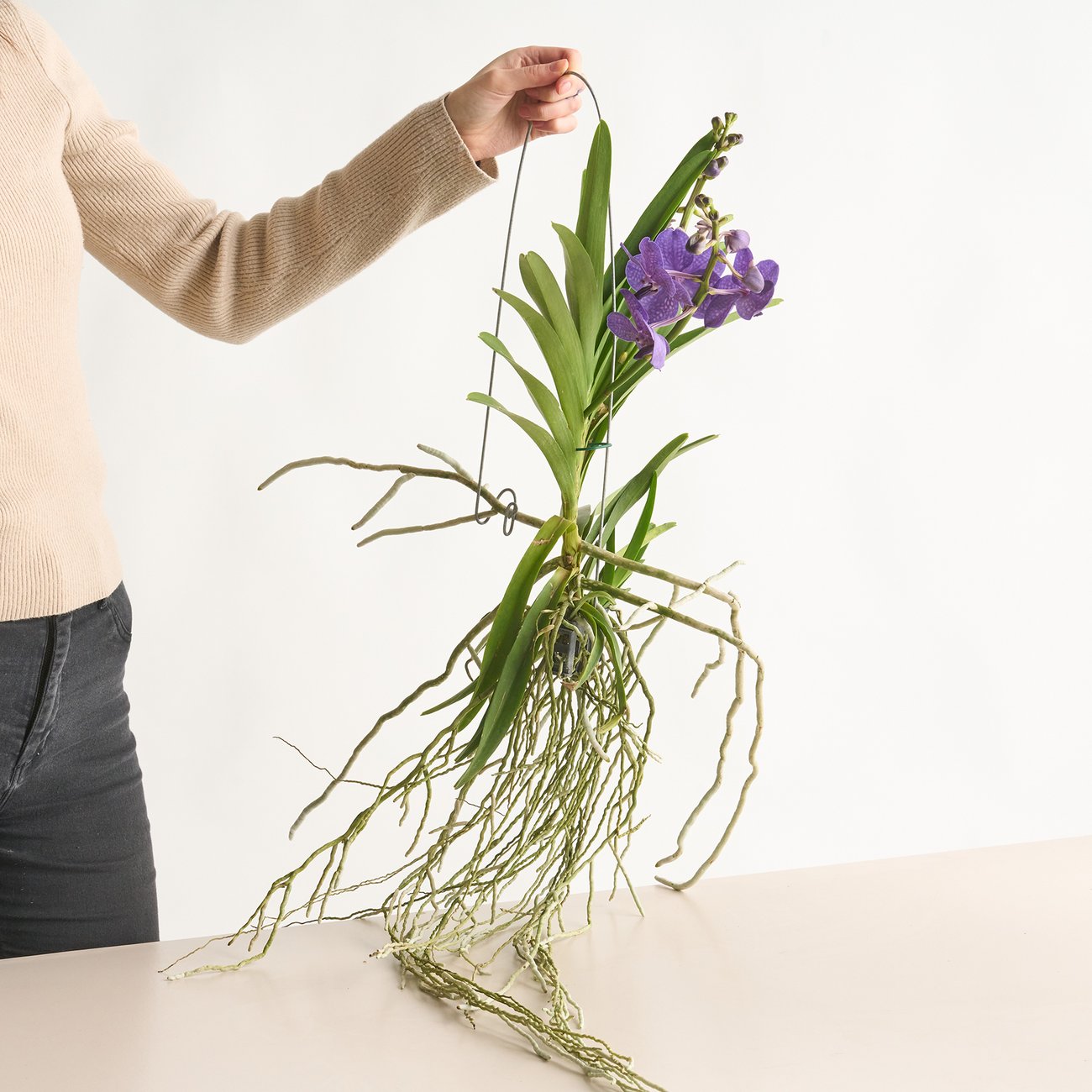 Vanda-Orchidee Tayanee Blue