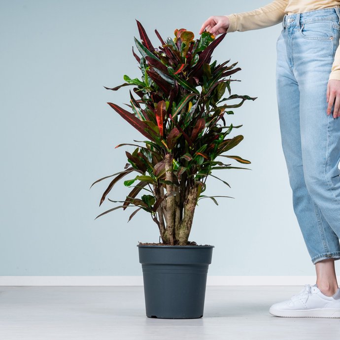 Wasserlandschaft Pflanze Elefantenohr Rhizom 3er Pack - Farbenfrohe  Colocasia Fr Garten & Kbel
